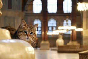 С чем связана нелюбовь католической церкви к кошкам