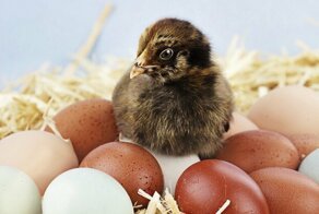 Можно ли заставить кур нести бесконечно много яиц