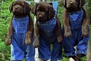 Утренняя подборка картинок