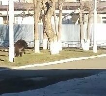 В центре города Оренбургской области обнаружили привязанного к дереву медведя