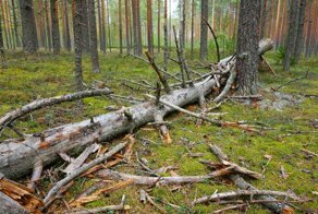 Закон о сборе валежника в лесу 