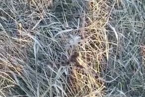 Клещи вышли на охоту