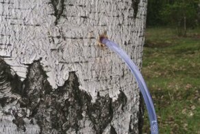 Как мы березовый сок собирали