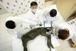 Ученые обещают клонировать доисторическую лошадь