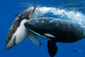 Кого боятся белые акулы?