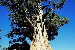 Какие деревья этой планеты видели все глупости, совершенные людьми