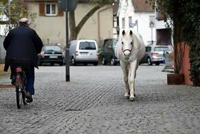 «Меня зовут Дженни. Я не убежала, я просто гуляю.»