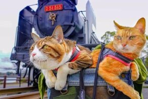 Дайкичи и Фуку-Чан - кошки, которые путешествуют вместе со своим хозяином