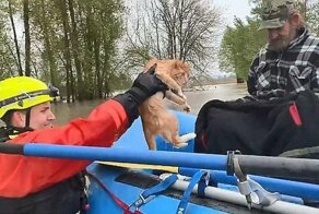 Свободолюбивый кот был не слишком рад своему спасению