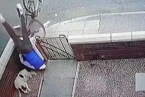 В Англии невозмутимый пёс почти никак не отреагировал на приземлившегося рядом с ним велосипедиста