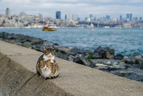 Влюблённые уличные коты очаровали интернет