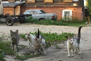 Внимание: чрезмерно хвостатый пост!