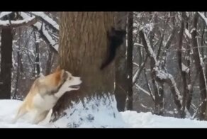 Хаски и белка