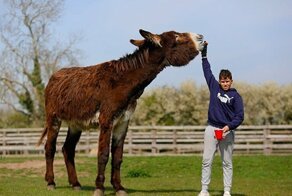 Осёл Деррик метит в Книгу Гиннесса. Копытный вырос в гиганта!