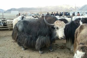 Кош-Агач - суровый край мира