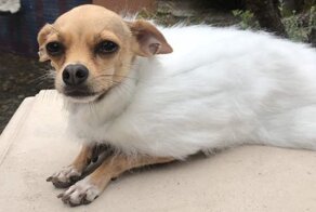 Фанаты "Игры престолов" приобщают к сериалу домашних любимцев