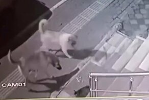 "Вы кто такие?": Боевая кошка против стаи собак