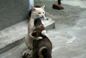 Кот и маленький щенок