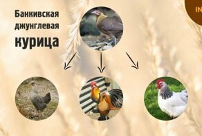Факты о курах