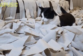 Хозяева сделали коту игровую комнату из сотни рулонов туалетной бумаги, и это настоящий кошачий рай