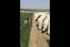 Это кушать нельзя! Собака на сене в реальной жизни 