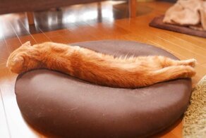 Фото 20 кошек, которые спят в разных позах