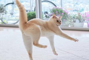 Кошки тоже умеют танцевать: 14 фотодоказательств