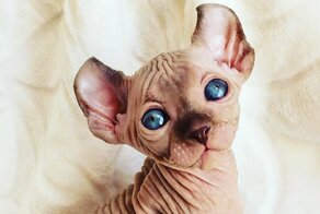 Котята-сфинксы - очаровательные монстрики!