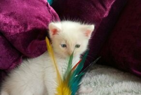 Белоснежный котенок-разноглазка (мальчуган) Иркутск