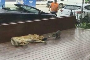 Кошка проверила нервы спящего пса на прочность