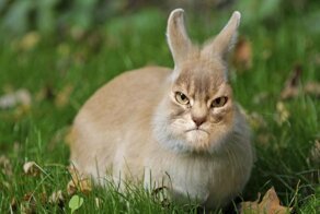 "Бешеный кот" стал героем забавной фотошоп-битвы