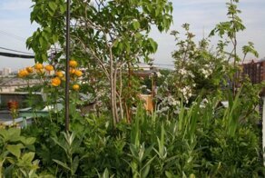 В Екатеринбурге уничтожили сад на крыше 9-этажки, который 18 лет назад разбил местный житель