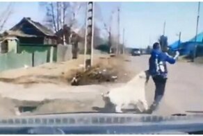 Огромный алабай напал на школьника в Красноярском крае