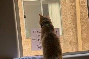 Как познакомиться с котом, живущим в доме напротив? Начать переписку с помощью стикеров на окне!