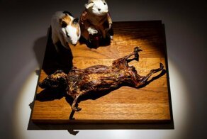 Музей отвратительной еды выставляет экзотические деликатесы