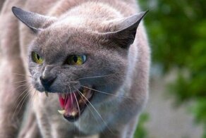 3 факта о кошках, которые вы не знали