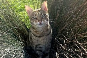 Непростая жизнь Мишки — единственной кошки-уголовницы