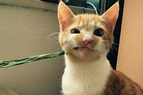 20 домашних хулиганов, от которых на минутку отвернулся хозяин