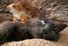 Крымская кошка Пуша приняла на воспитание четырех бельчат