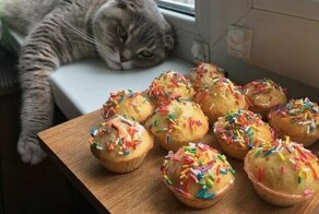 Коты и Пасха: 25 усатых, которые были рады куличам и крашеным яйцам
