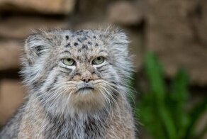 Скрины из социальных сетей