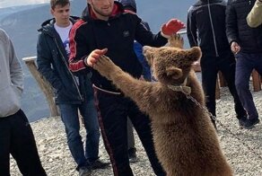 "Друзей не держат на цепи": пользователи сети возмущены отношением Хабиба к медвежонку