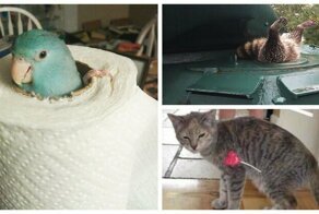 Животные, у которых день выдался хуже вашего