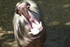 Можно ли заразить зеванием собаку или бегемота?