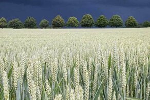 История про операцию на яйцах