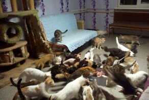 У погибшей под колесами авто у воронежского ТЦ женщины осталось более 100 кошек и собак