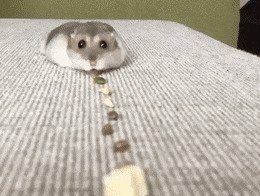 Звериные гифки