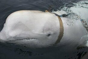 Норвежские рыбаки наткнулись на белуху-"шпиона" из России