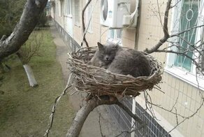 Осторожно, по улицам наших городов разгуливают слишком милые коты!