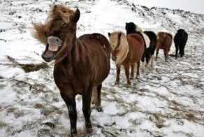 Лошади Исландии в фотографиях